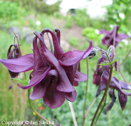 Aquilegia Vulgaris-Ryhm